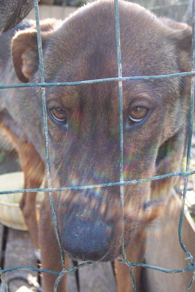 spillo sad