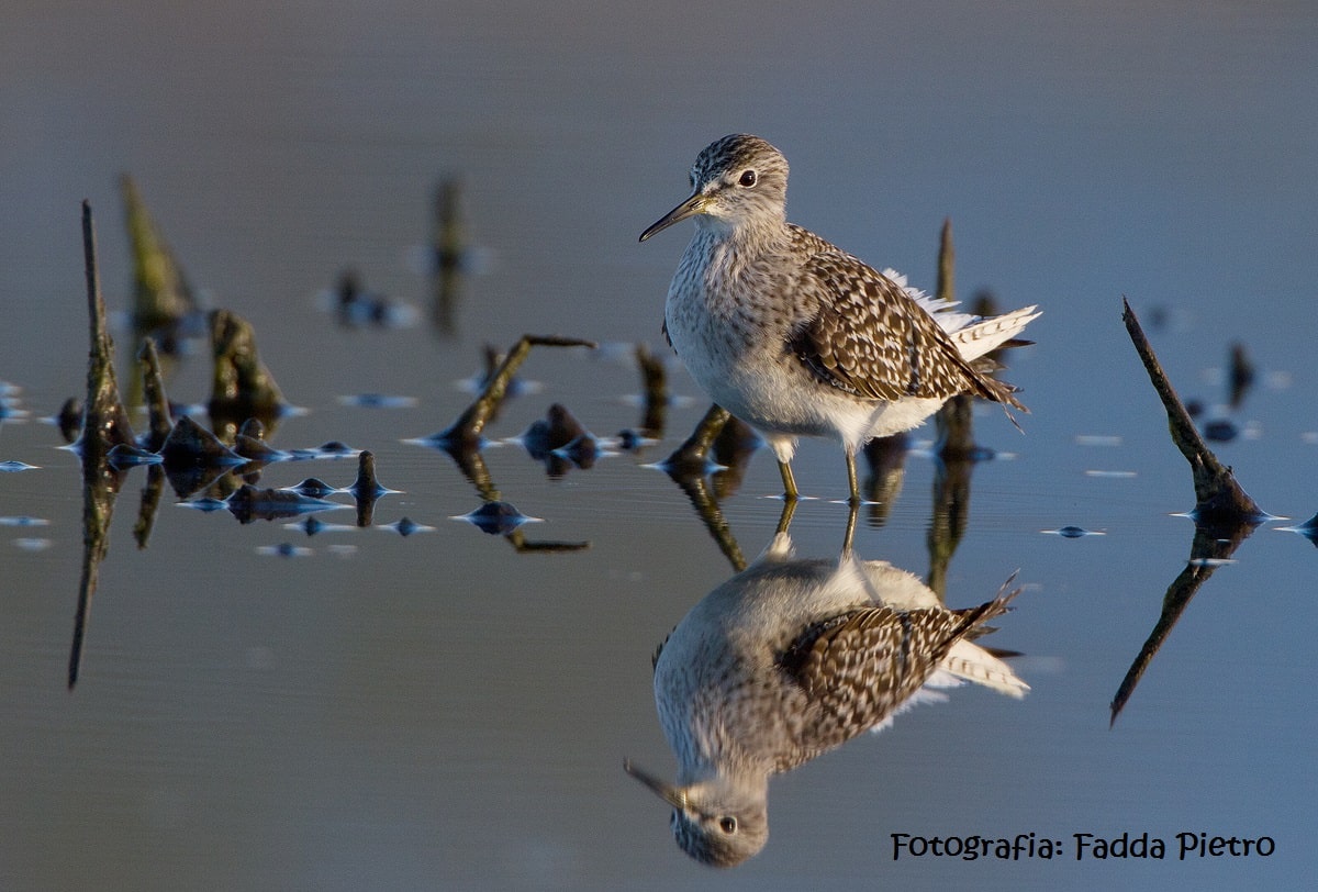 Eurobirdwatching: Giornate europee per l’osservazione dell’avifauna