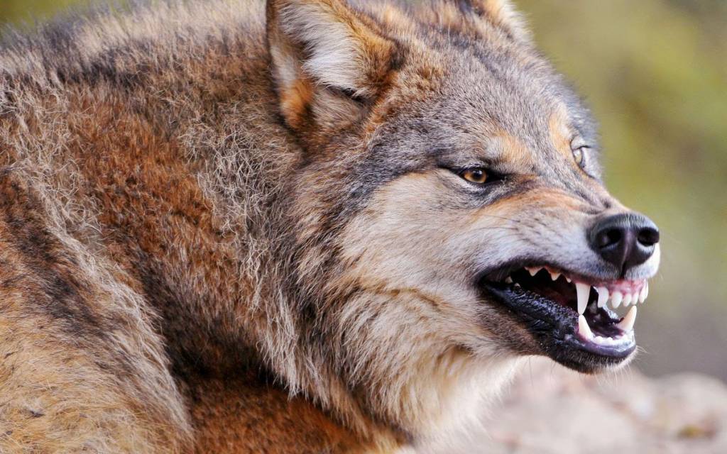 attacchi dei lupi