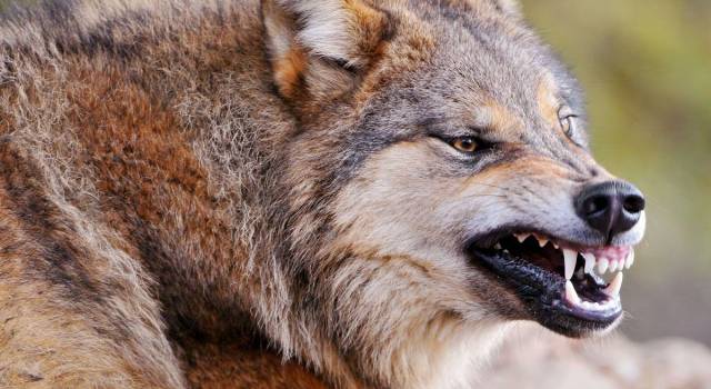 Attacchi dei lupi: 3 milioni i danni stimati dagli allevatori