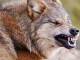 Attacchi dei lupi: 3 milioni i danni stimati dagli allevatori