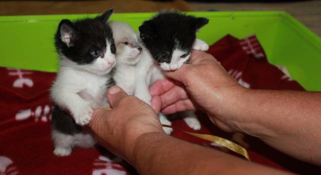 Emergenza gatti: a Pistoia il primo corso per diventare balia