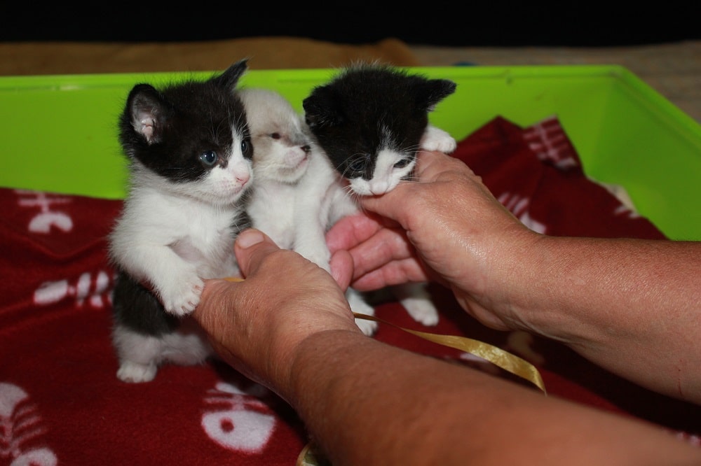 Emergenza gatti: a Pistoia il primo corso per diventare balia