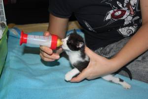 gatti gattini 3