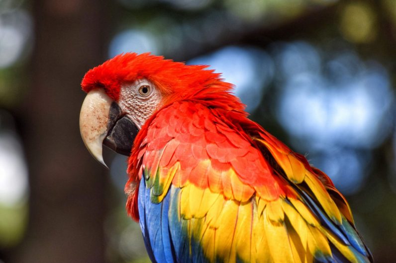 Il pappagallo LA FOTO DEL GIORNO, Life Style Versiliatoday.it