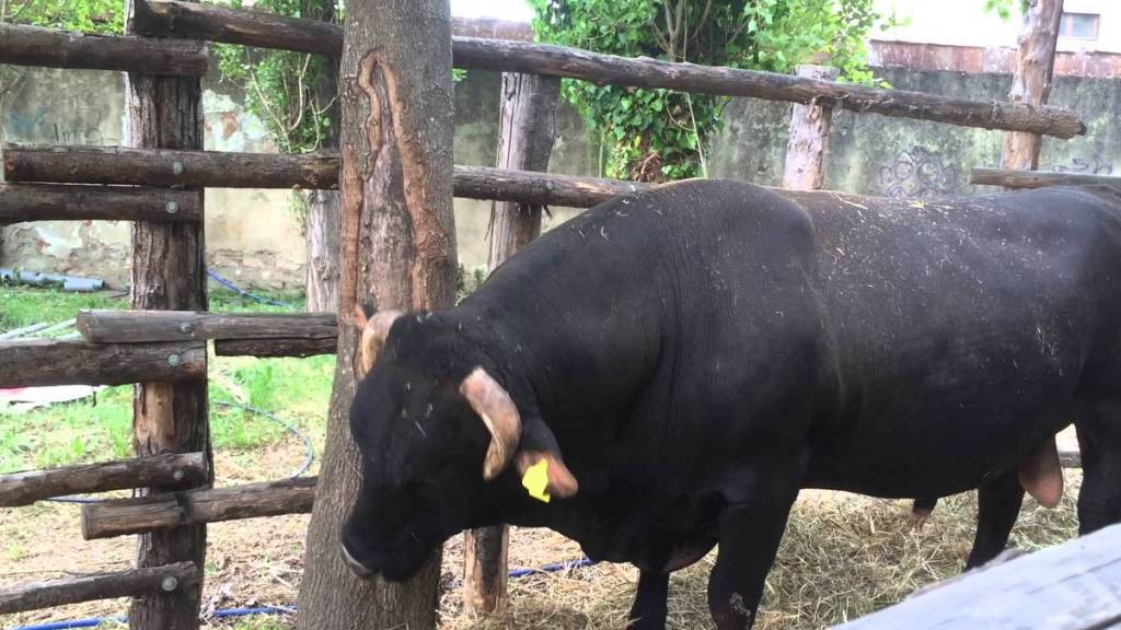 razze autoctone toscane mucco pisano