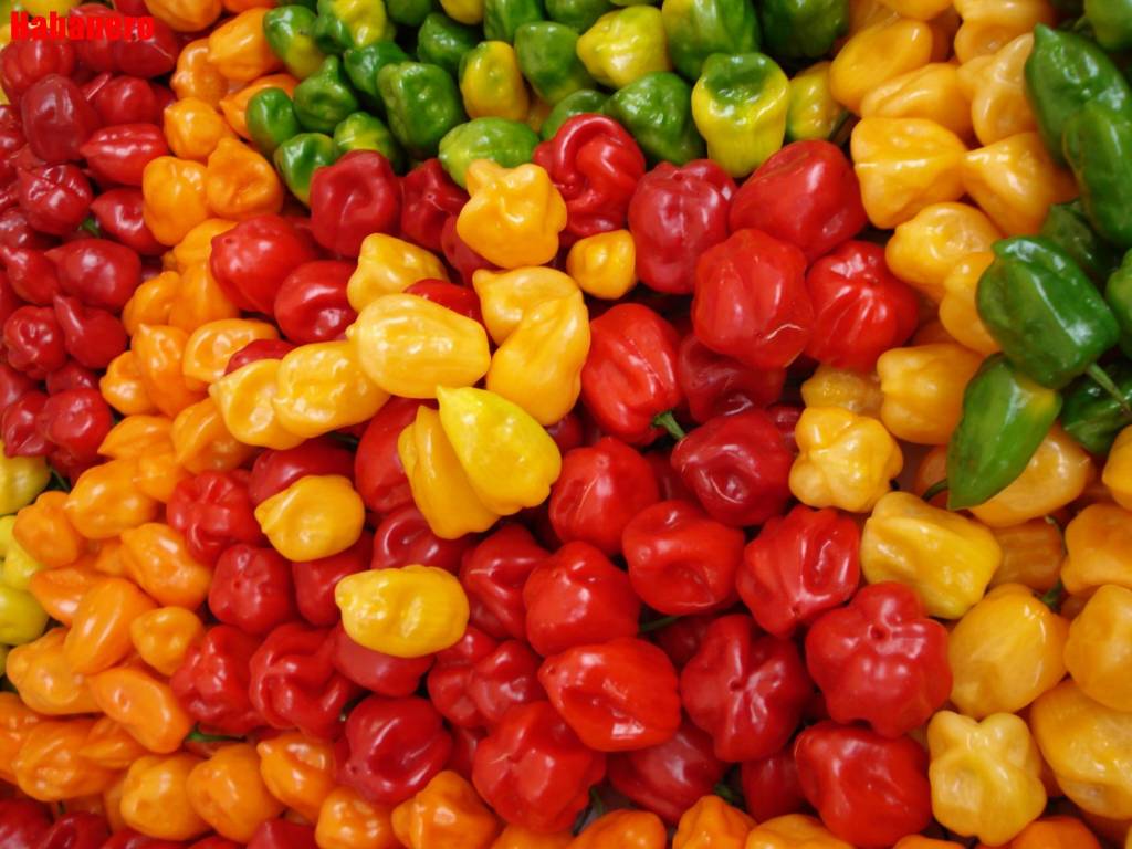 peperoncino