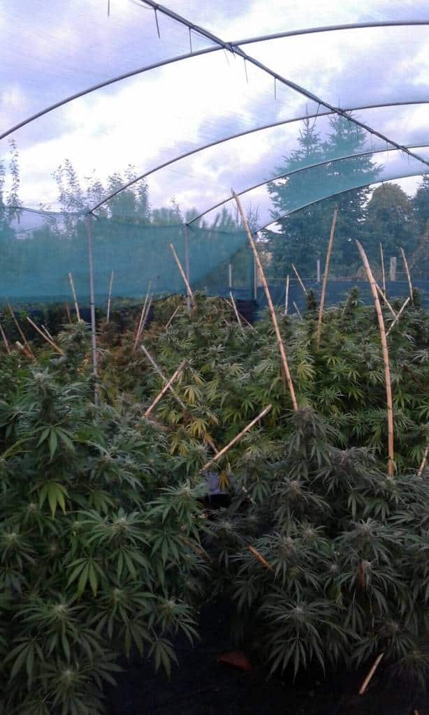 Foto marijuana 2