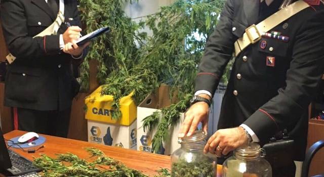 Operazione antidroga dei Carabinieri, trovato con una piantagione di “cannabis indica” e 470 gr di marijuana