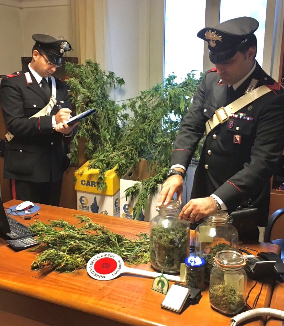 Operazione antidroga dei Carabinieri, trovato con una piantagione di “cannabis indica” e 470 gr di marijuana