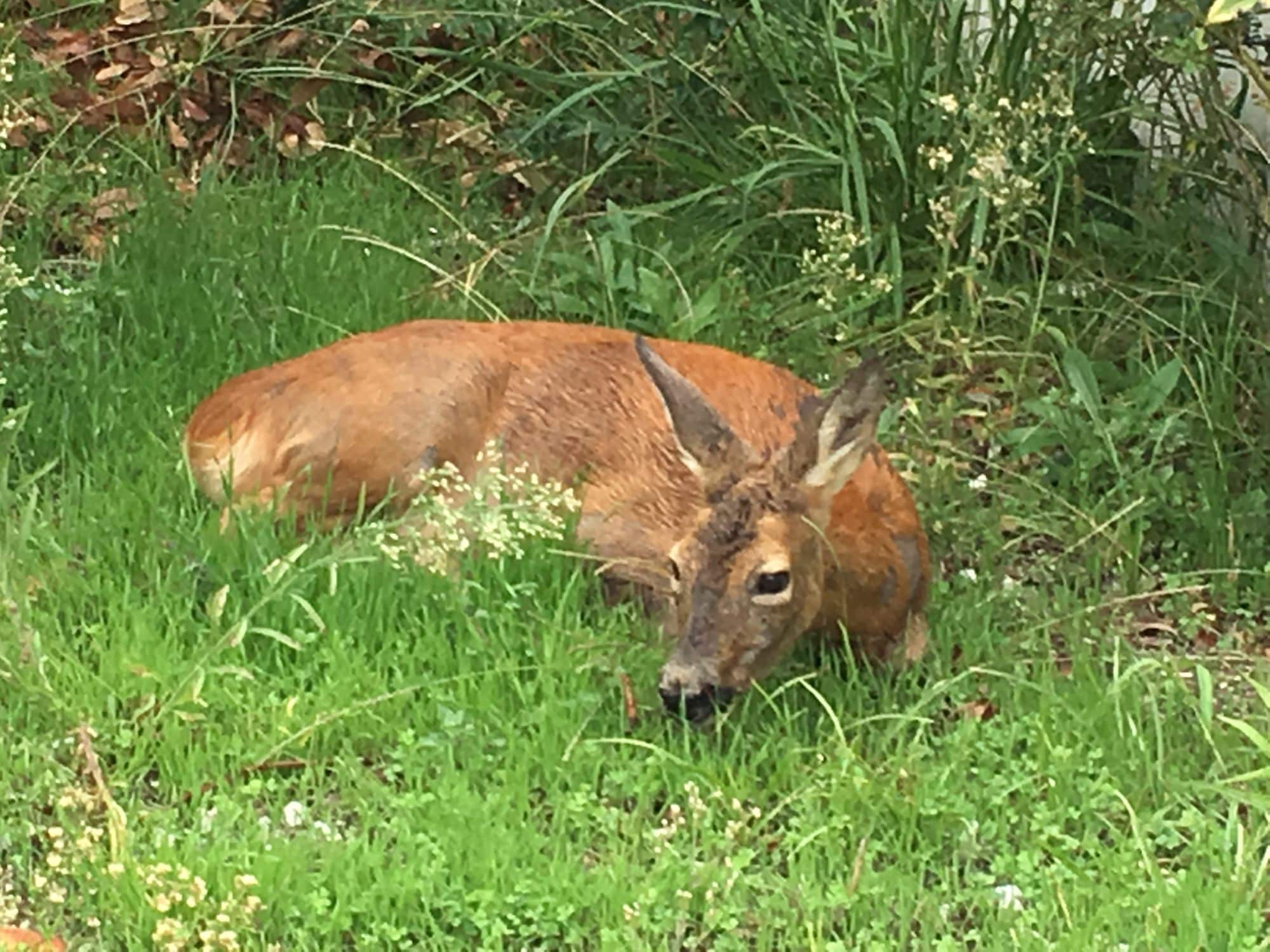 Un cerbiatto in paese a Capezzano