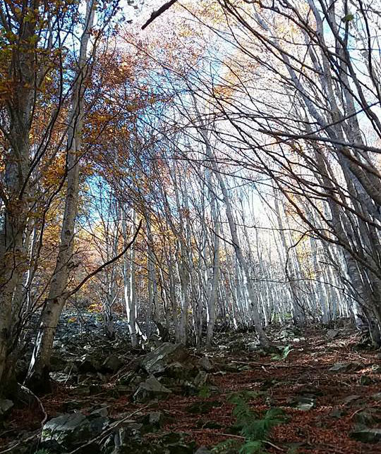 Il bosco del Fato Nero
