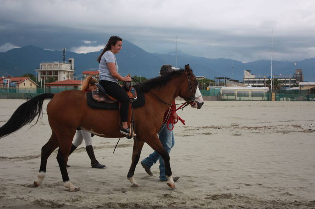 cavallo2