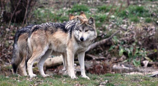 Lupi in Garfagnana: la proposta della Cia Toscana Nord per fermare la strage di pecore