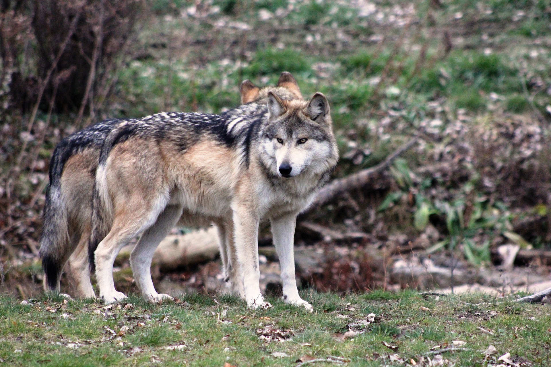 Lupi in Garfagnana: la proposta della Cia Toscana Nord per fermare la strage di pecore