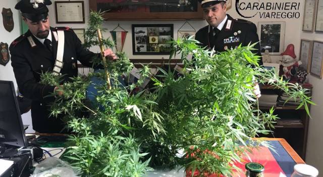 Sorpreso a coltivare una piantagione di cannabis. Arrestato