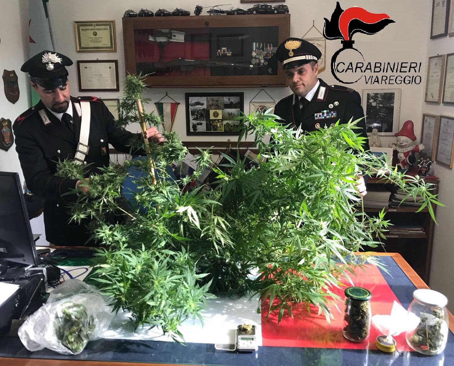 Sorpreso a coltivare una piantagione di cannabis. Arrestato