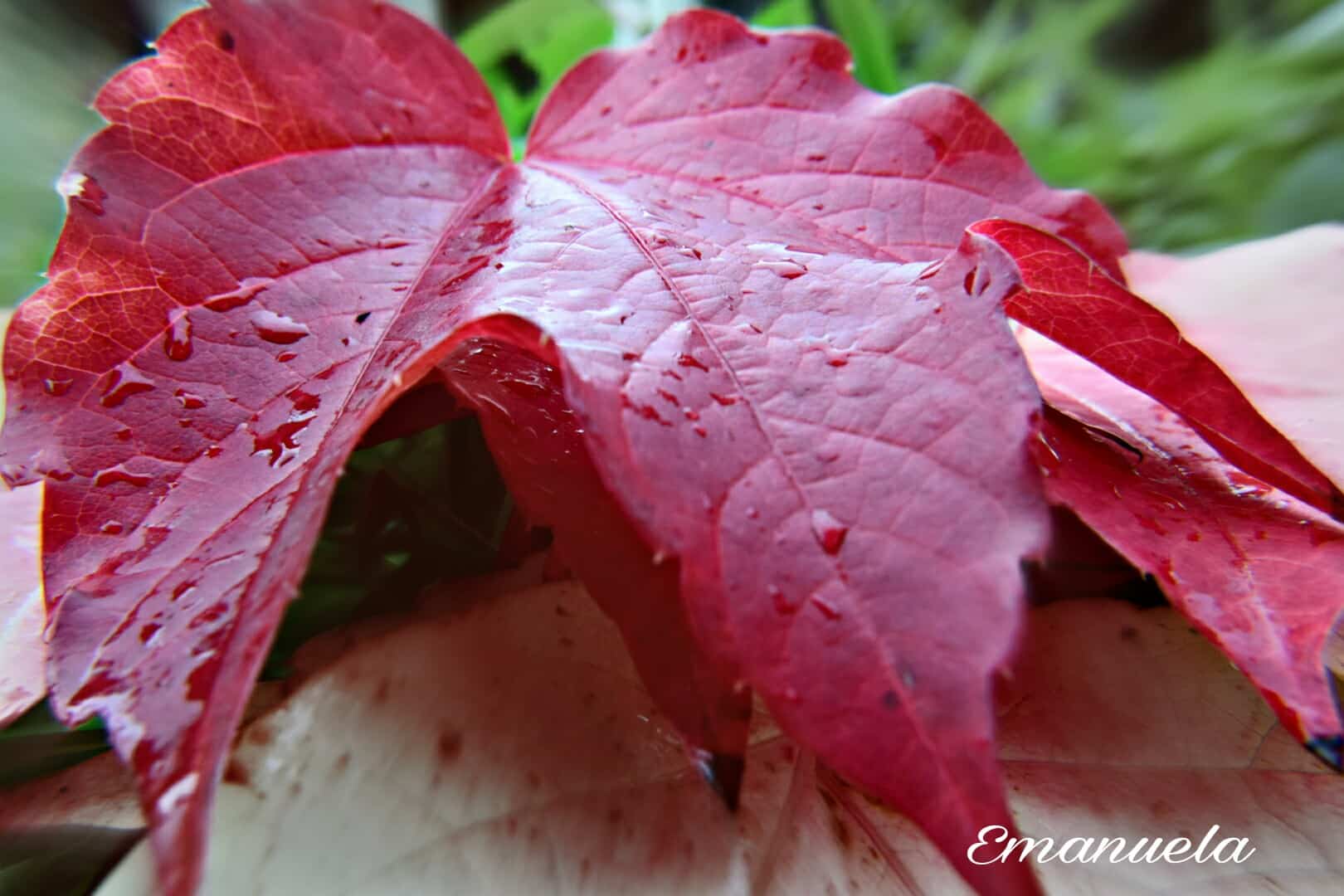 Colori d’autunno