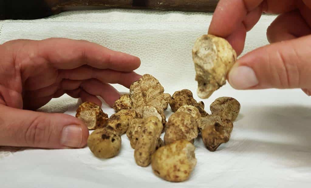 voglia di tartufo