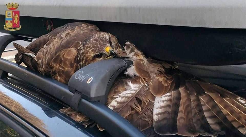 Sfreccia sull’A12 e finisce contro un’auto: falco pellegrino salvato dalla Polstrada