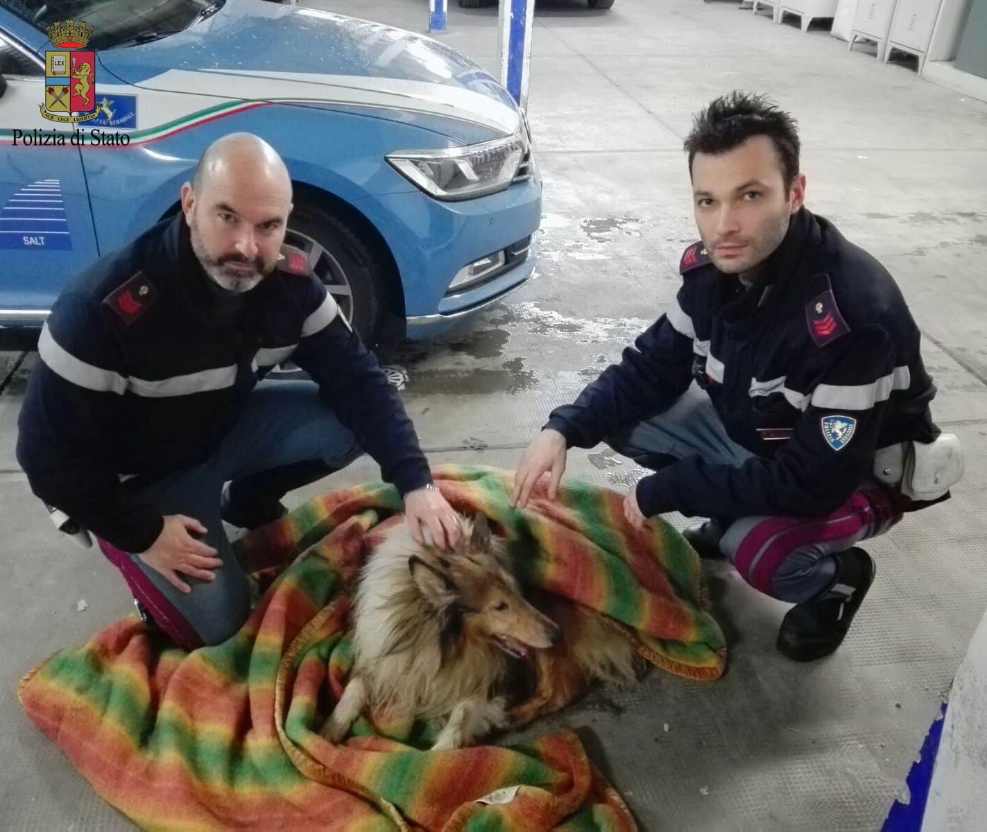 Collie fugge in autostrada per paura del temporale: salvato dalla Polstrada