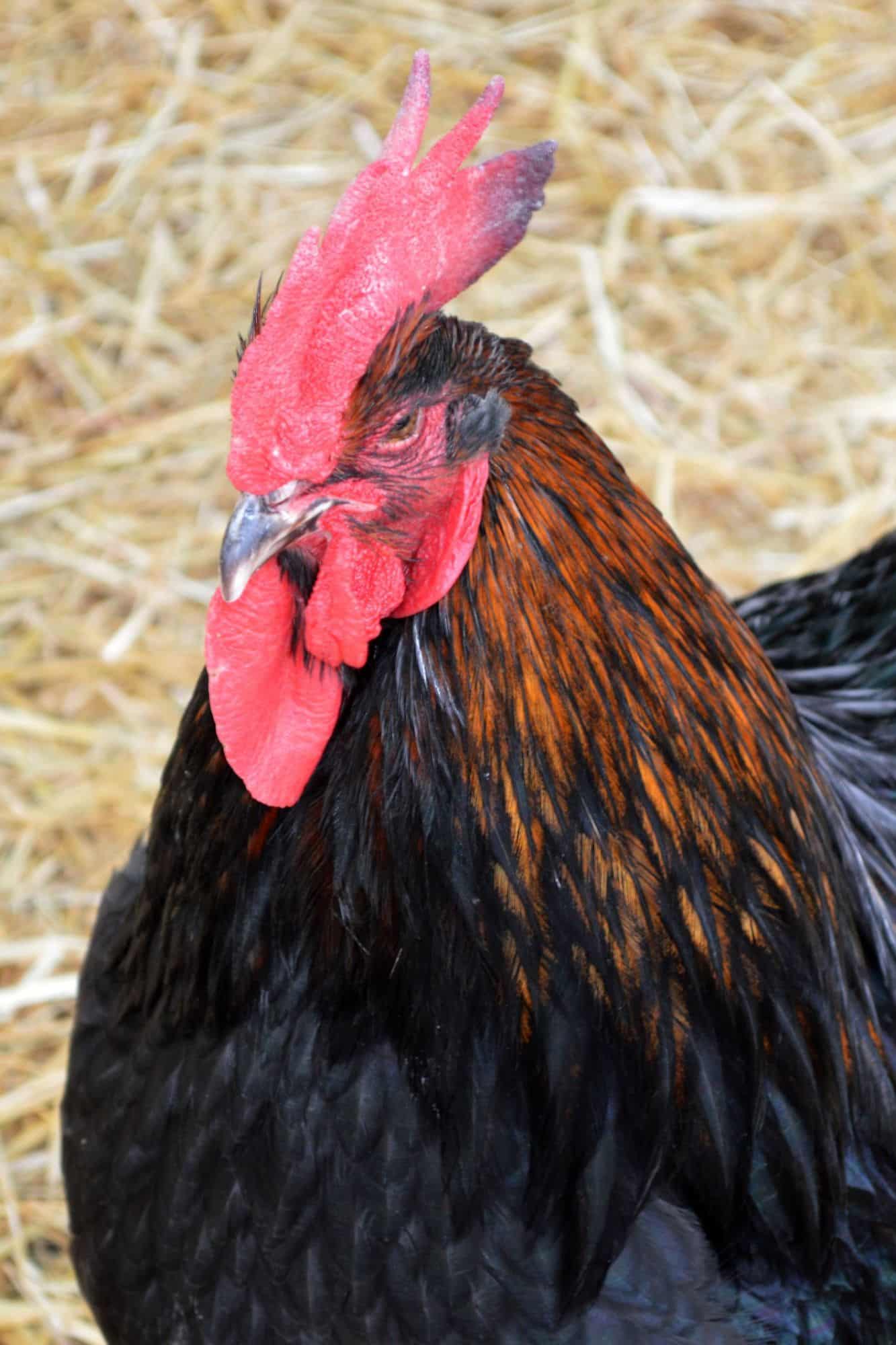 Partito l’allestimento della mostra agro-zootecnica