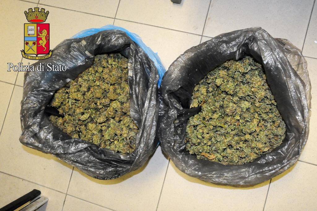 marijuana