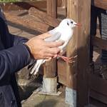 il rilascio del Gabbiano Comune