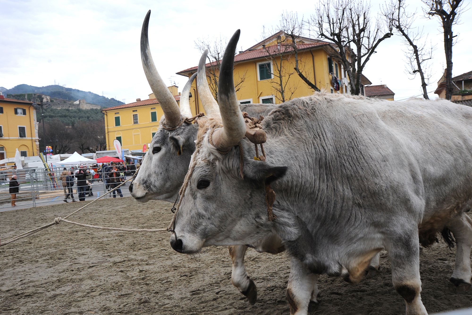 San Biagio&Fiera agrozootecnica, aperto il bando per l’assegnazione di 30 posteggi