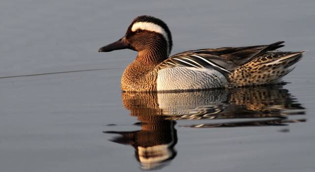 Escursioni di birdwatching all&#8217;Oasi Lipu Massaciuccoli