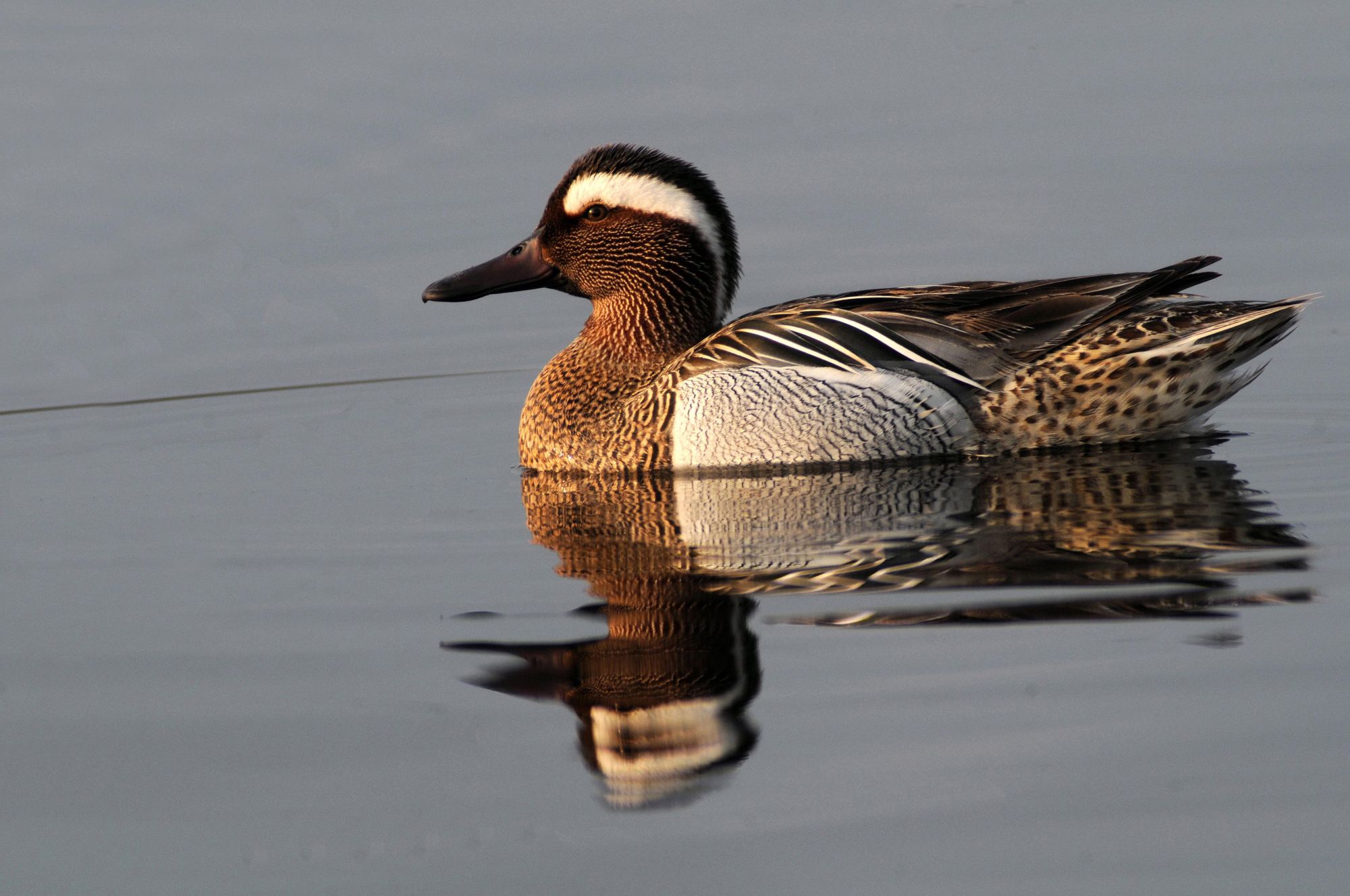 Escursioni di birdwatching all’Oasi Lipu Massaciuccoli