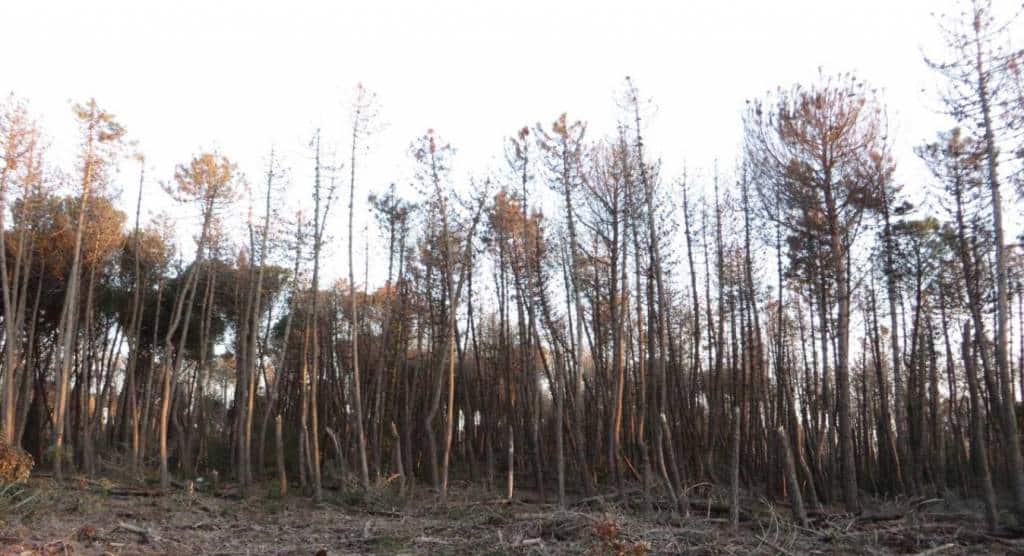 nuova vita per la macchia lucchese