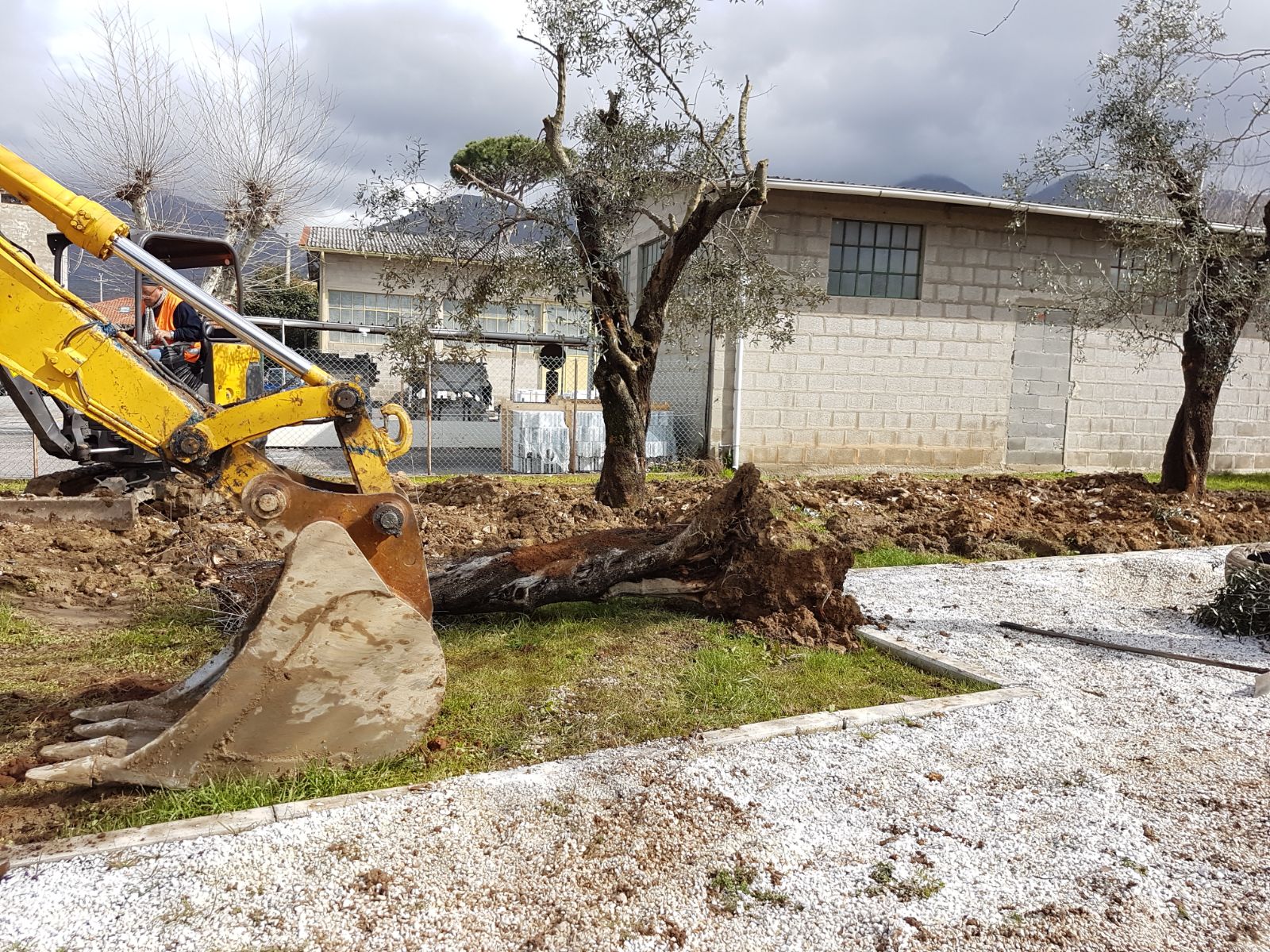 “Considerazione zero per le piante di olivo quercetano”