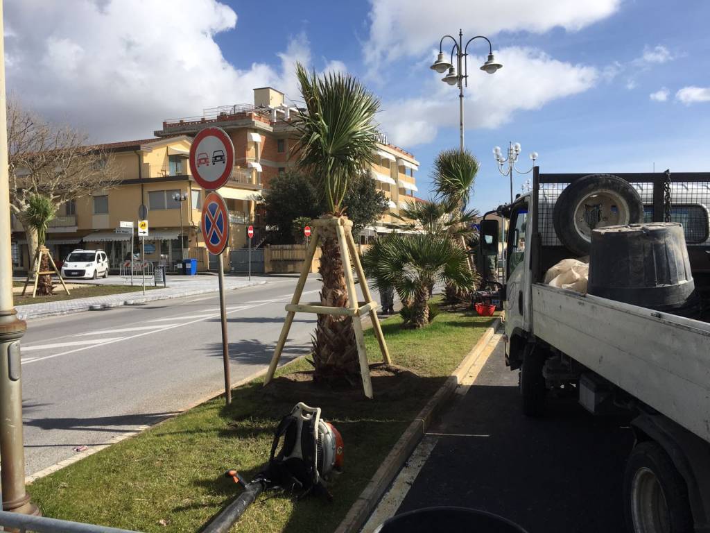 palme viale roma