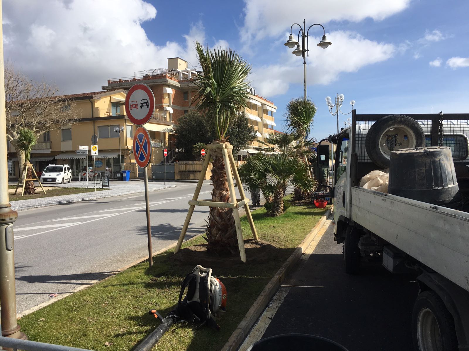 Ecco le nuove palme per il Viale Roma a Marina di Pietrasanta