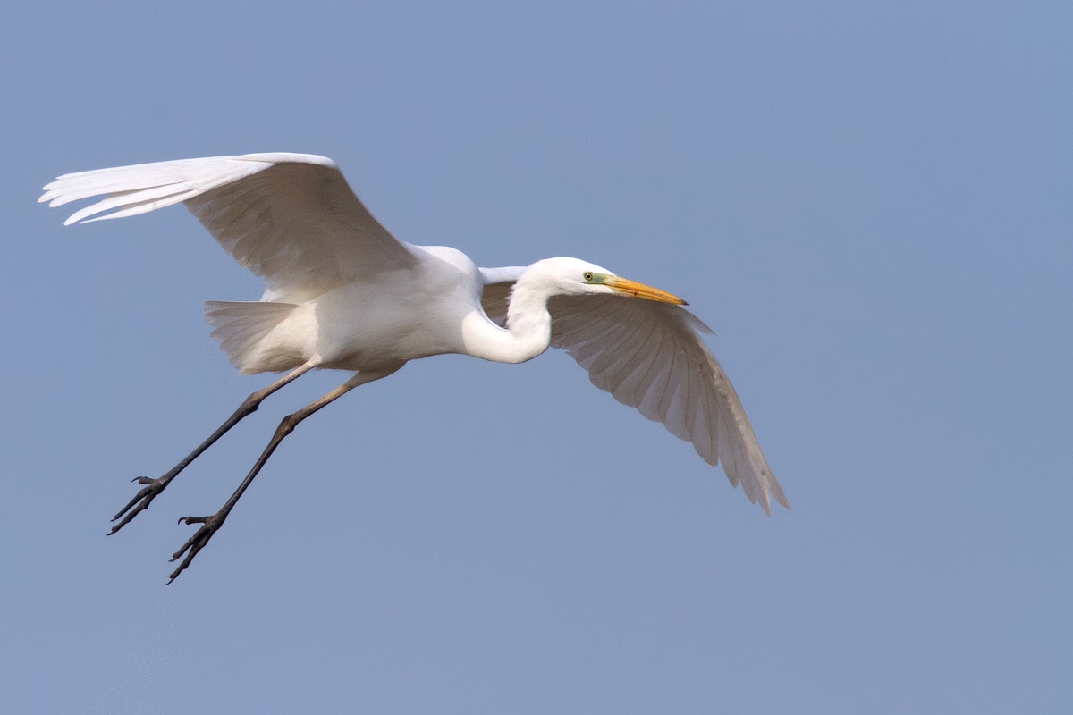 Liberi di volare