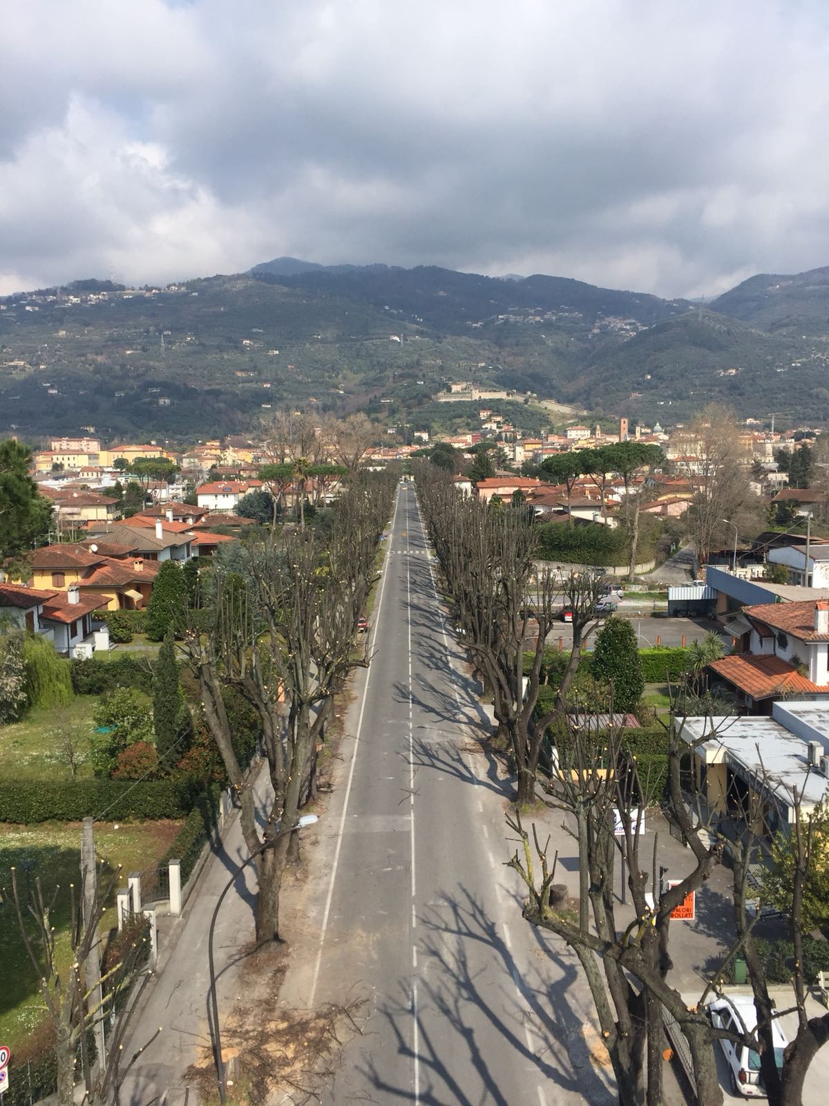 Chiuso tratto di viale Apua per abbattimento piante di tiglio malate