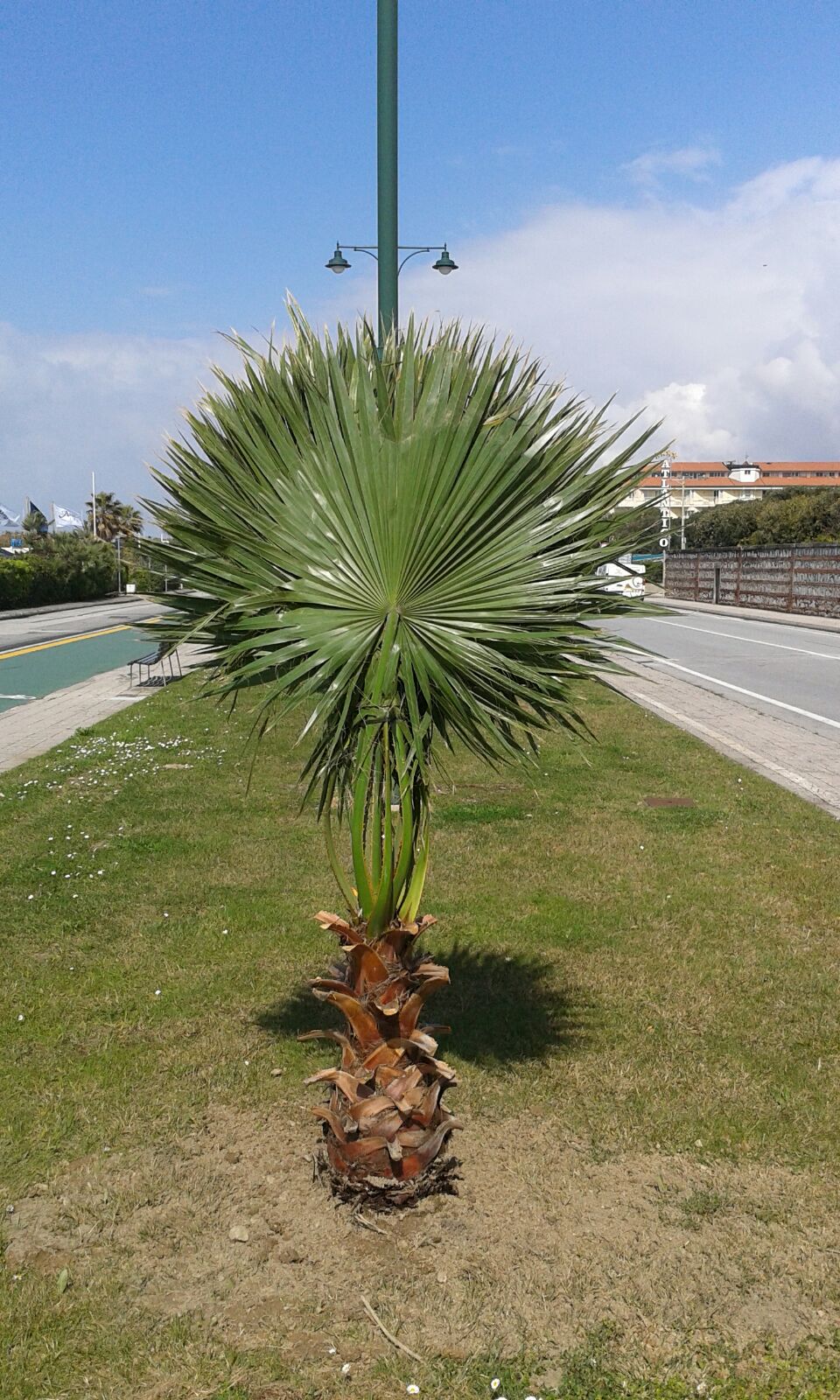 Quarantacinque nuove palme sul lungomare