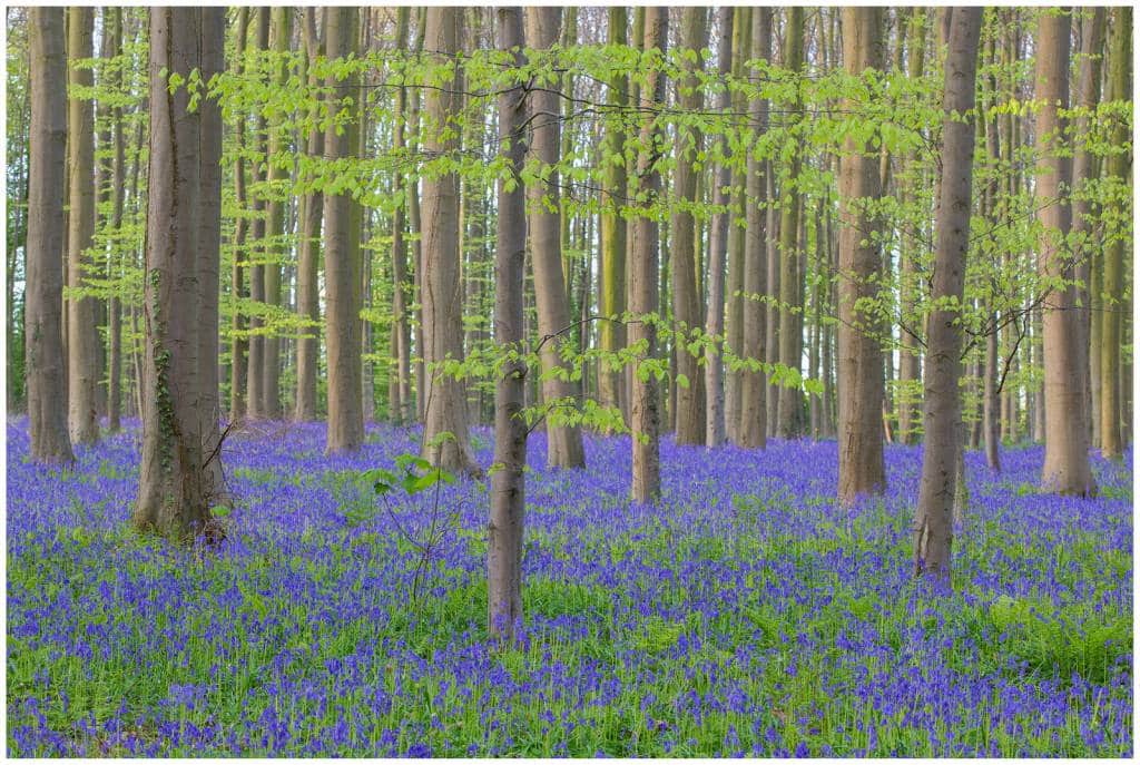 Foresta di Hallerbos