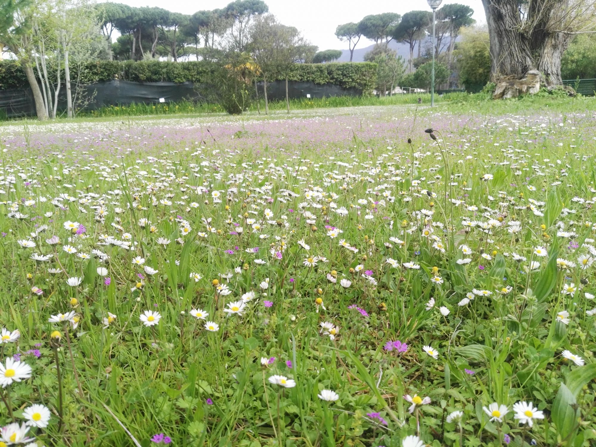 Prato in fiore