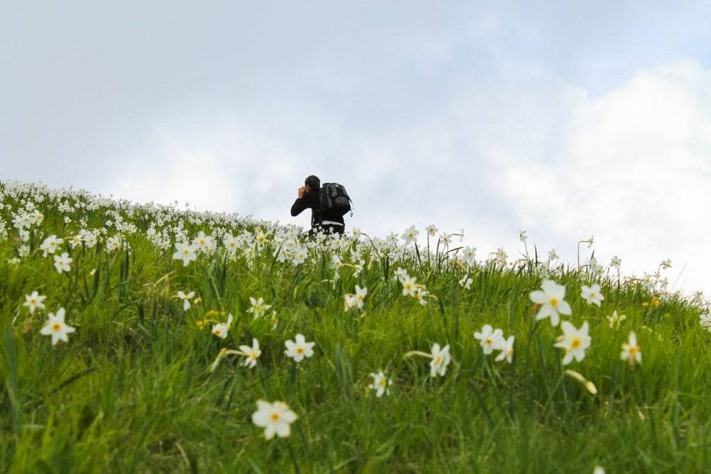 Alpi Apuane - fioritura delle giunchiglie