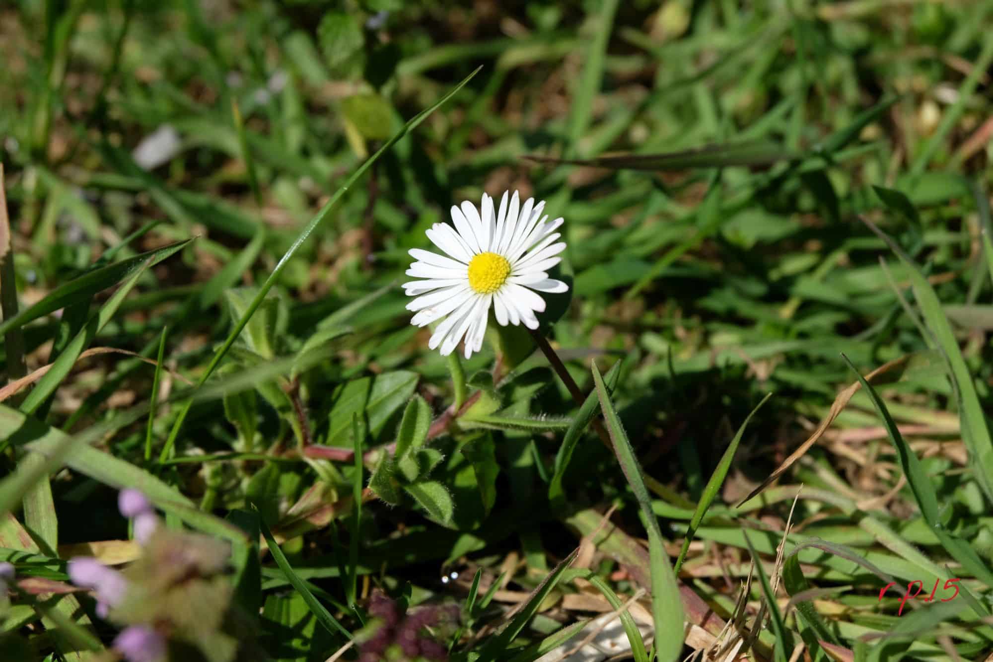 Primavera nei campi