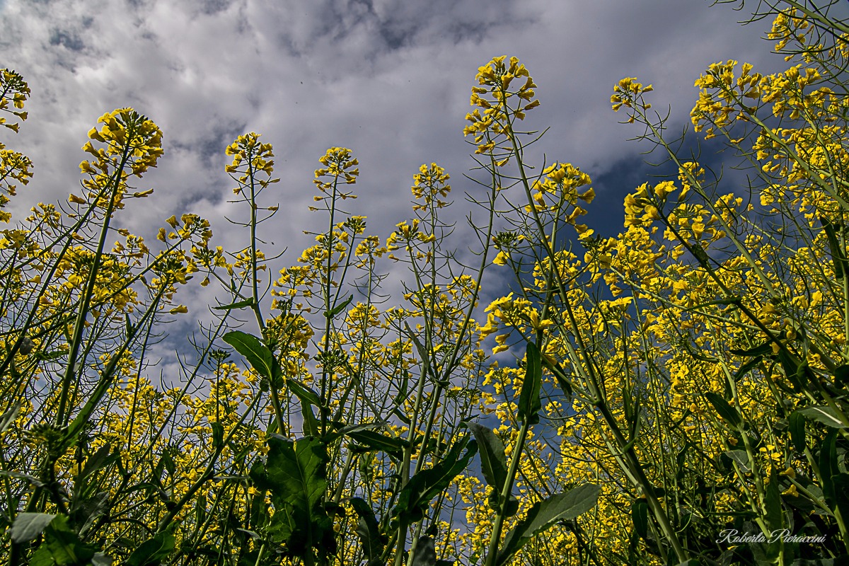 Primavera nuvolosa