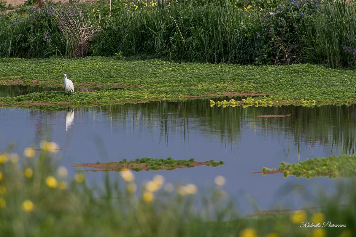 Specchio d’acqua