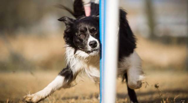 Cani e sport: cosa è l&#8217;agility