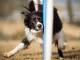 Cani e sport: cosa è l’agility