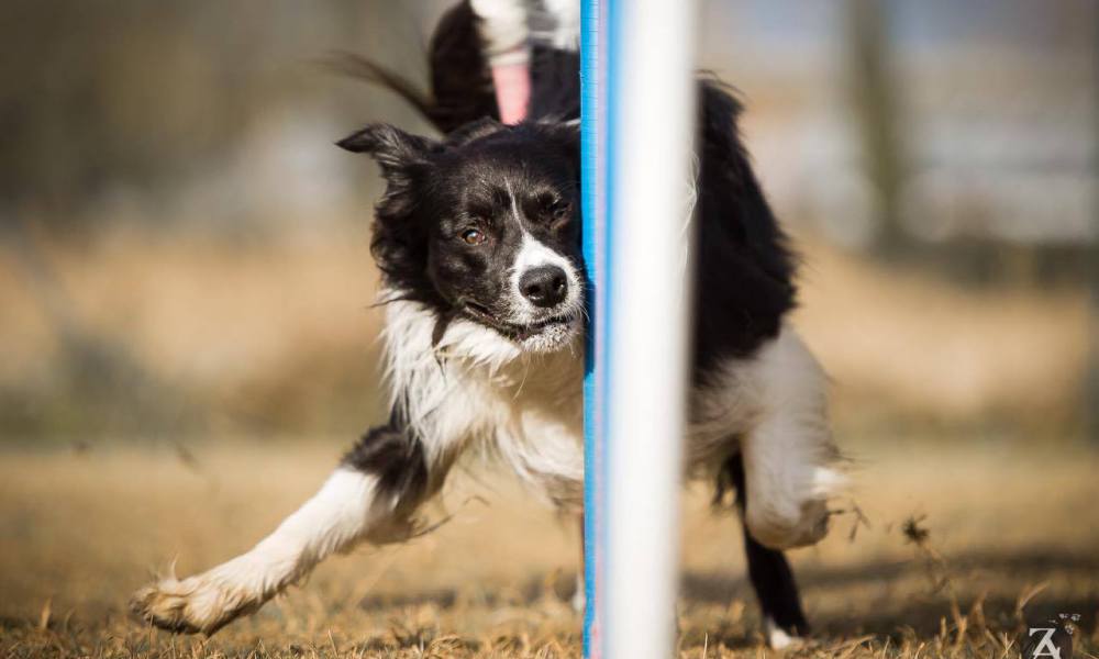 Cani e sport: cosa è l’agility