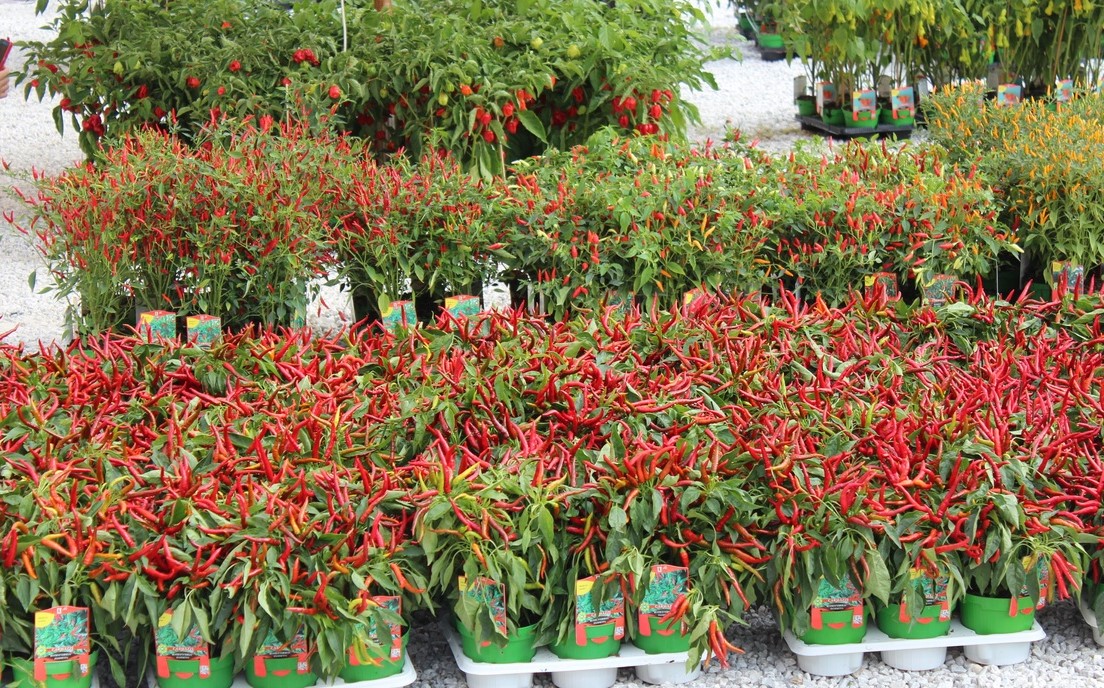 Peperoncino Day, Viareggio torna ad essere la Capitale del piccante