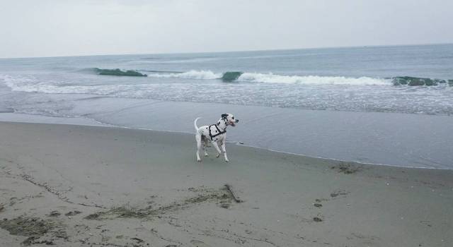 Estate 2018, le spiagge italiane in cui sono ammessi i cani