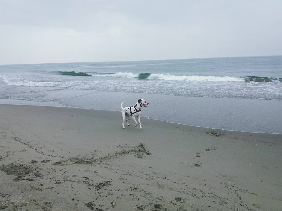 Cani in spiaggia: regole e diritti